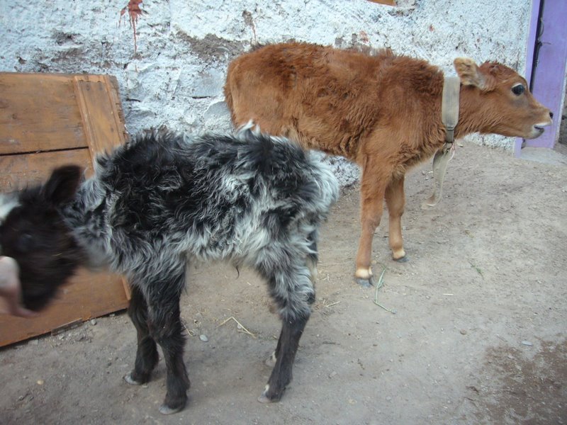 Travel - India - Ladakh - Trip to Alchi - Alchi